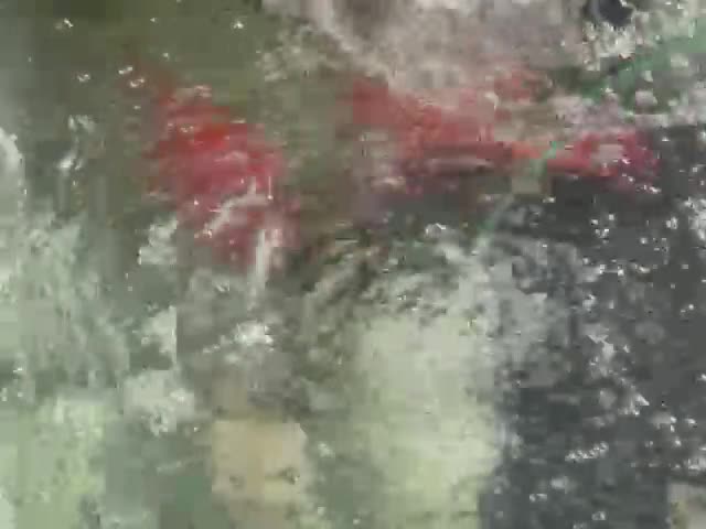 Other/Mixed Breed fish for sale: Pond closing down  - Video 4