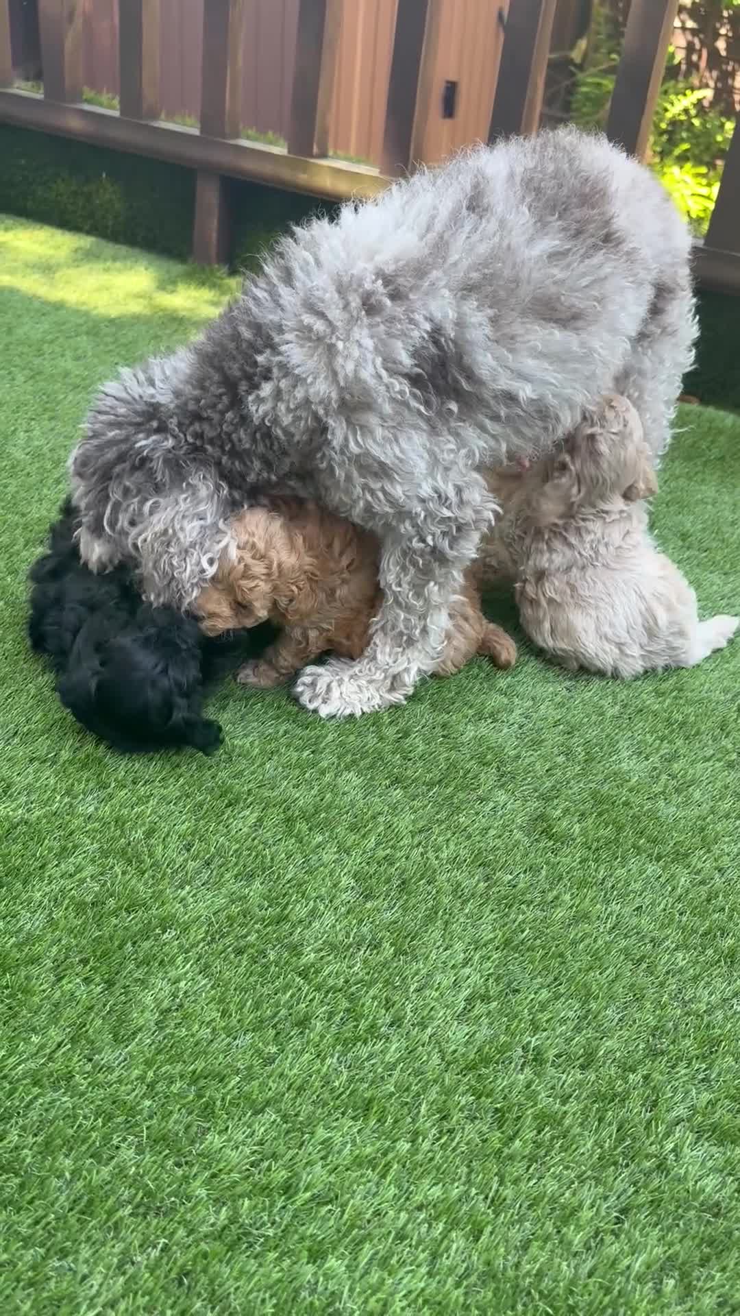 Maltipoo dogs for sale: Adorable F1B Maltipoo Puppy / 1 boy left / reduced - Video 4