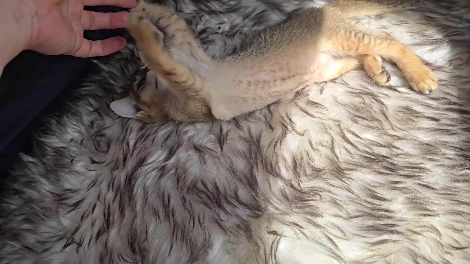 Mixed Breed cats for sale: Unique Abyssinian*Savannah Mix- Not to Miss - Video 1