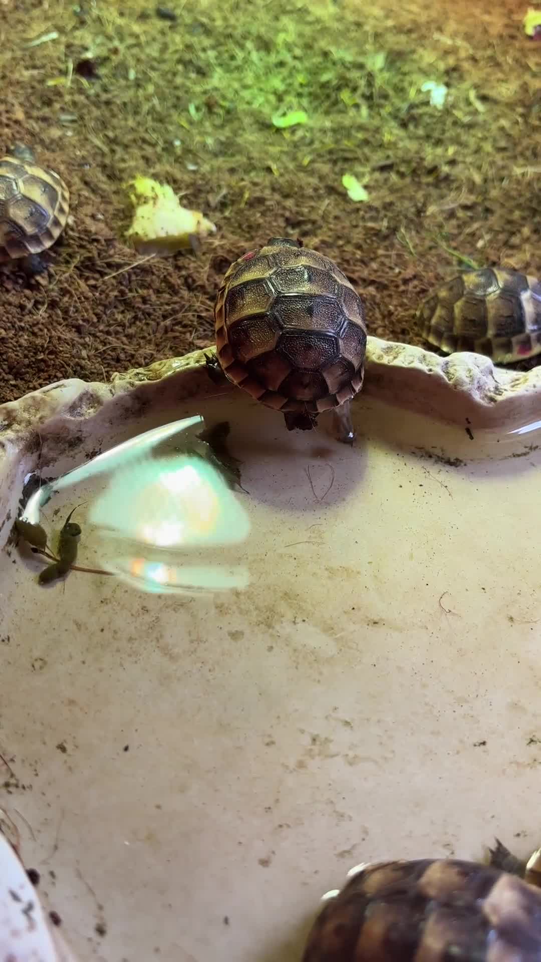 Tortoise reptiles for sale: Mediterranean Spurthigh Tortoise Hatchlings - Video 3