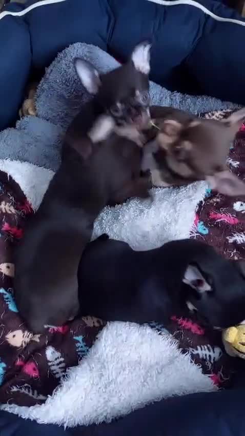 Chihuahua dogs for sale: Chihuahua puppy. Sold!!! - Video 1