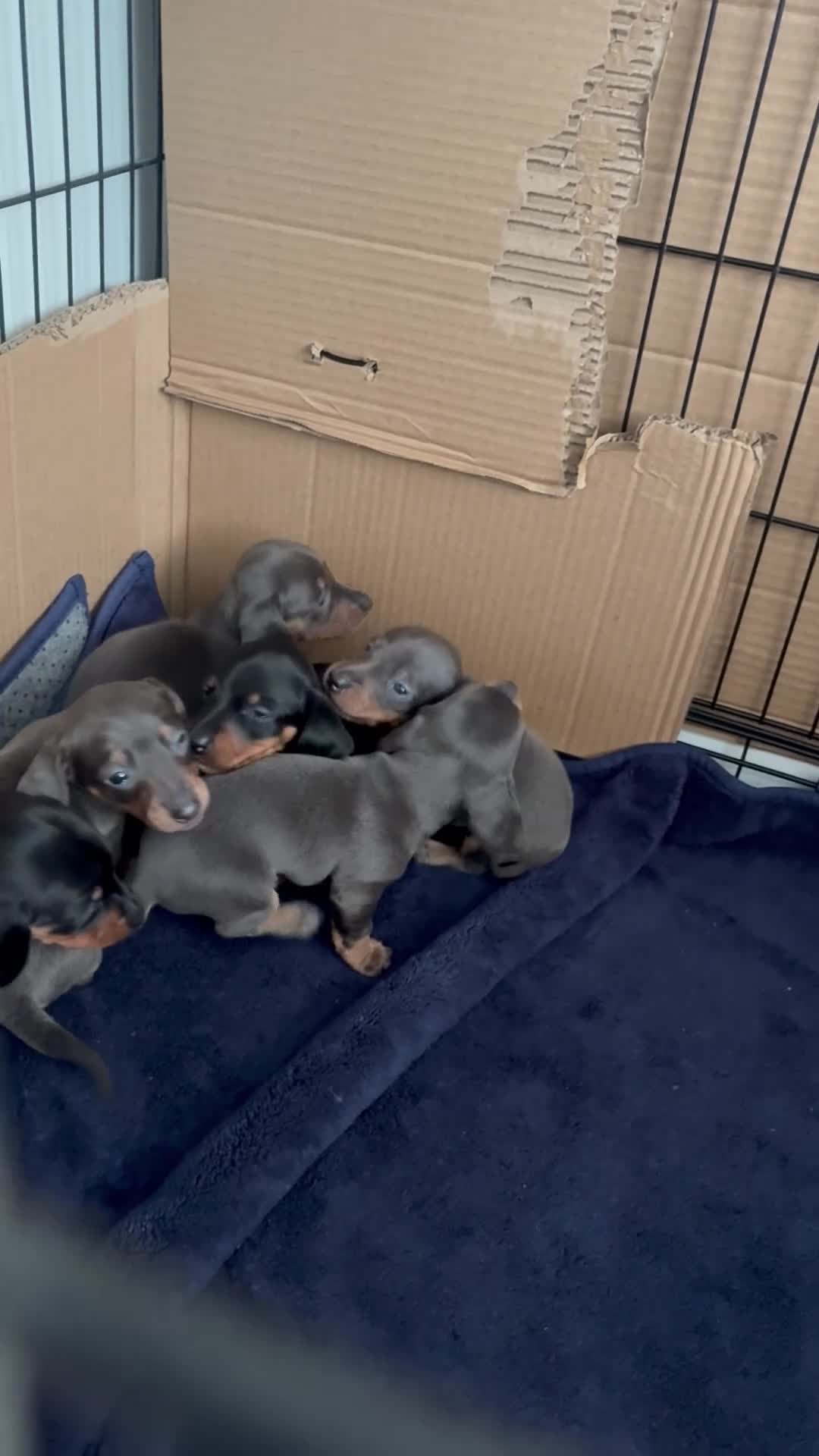 Miniature Dachshund dogs for sale: Miniature dashounds  in Wrexham - Video 2
