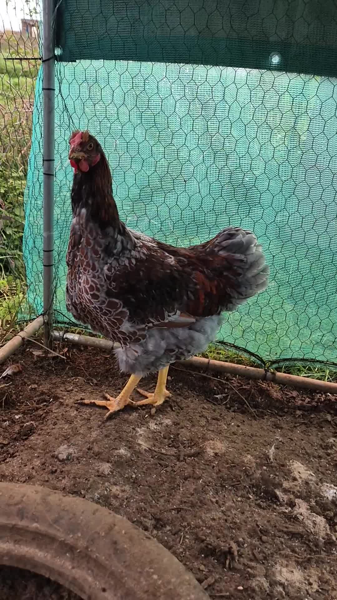Chickens poultry for sale: 2 x large fowl wyandotte cockerals - Video 4