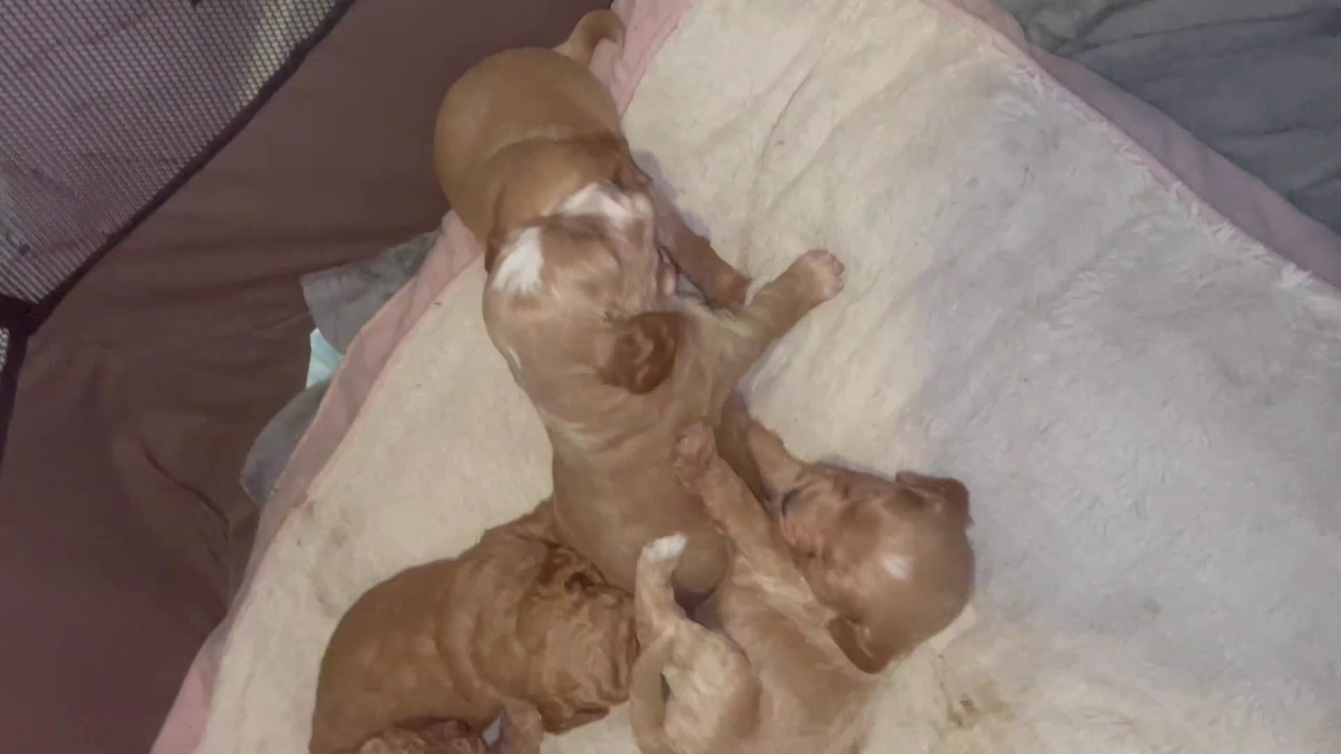 Mixed Breed dogs for sale: DOUBLE DOODLE ❤️ in Royston - Video 1