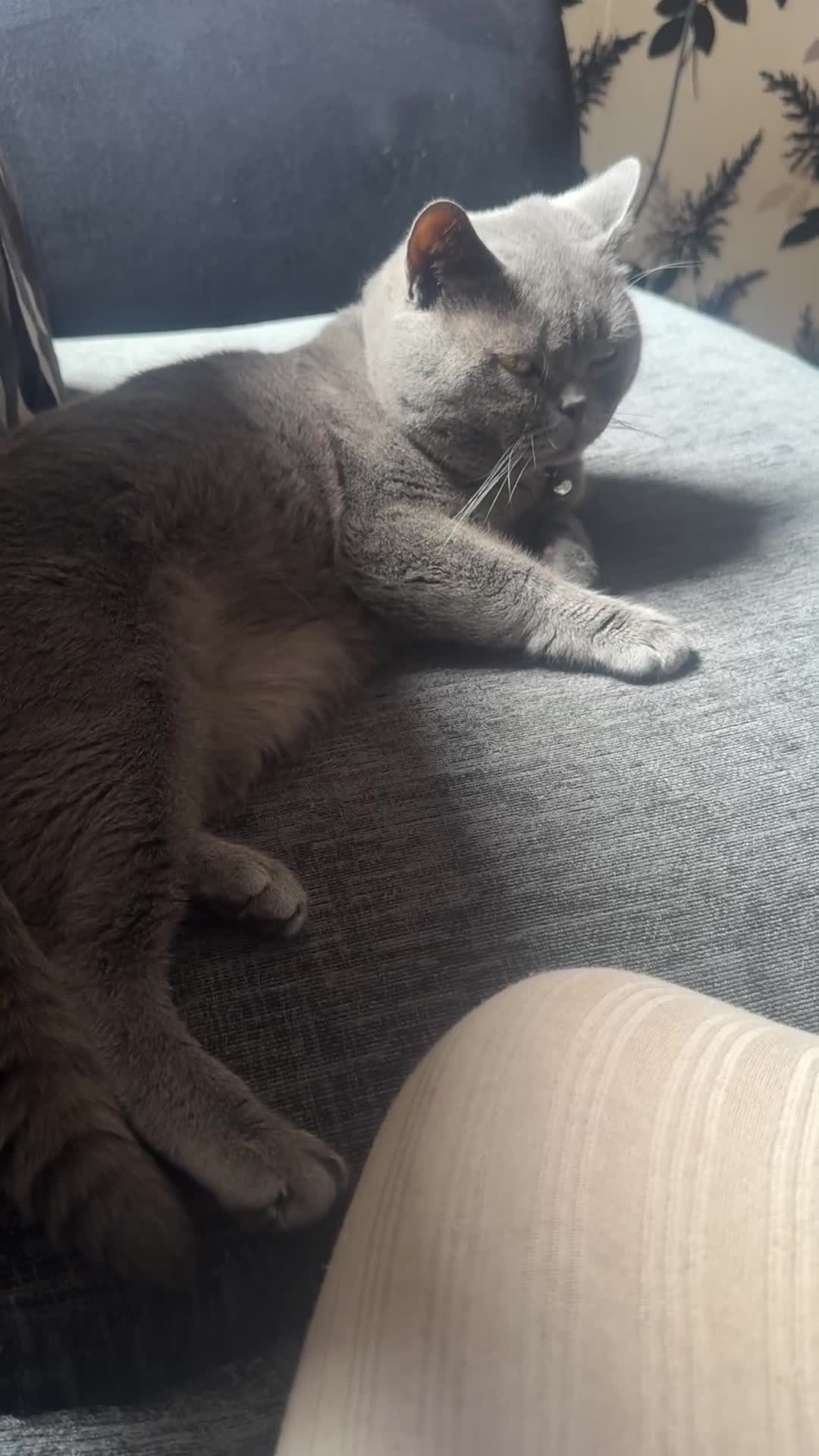 British Shorthair cats for sale: Gizmo British shorthair  - Video 2