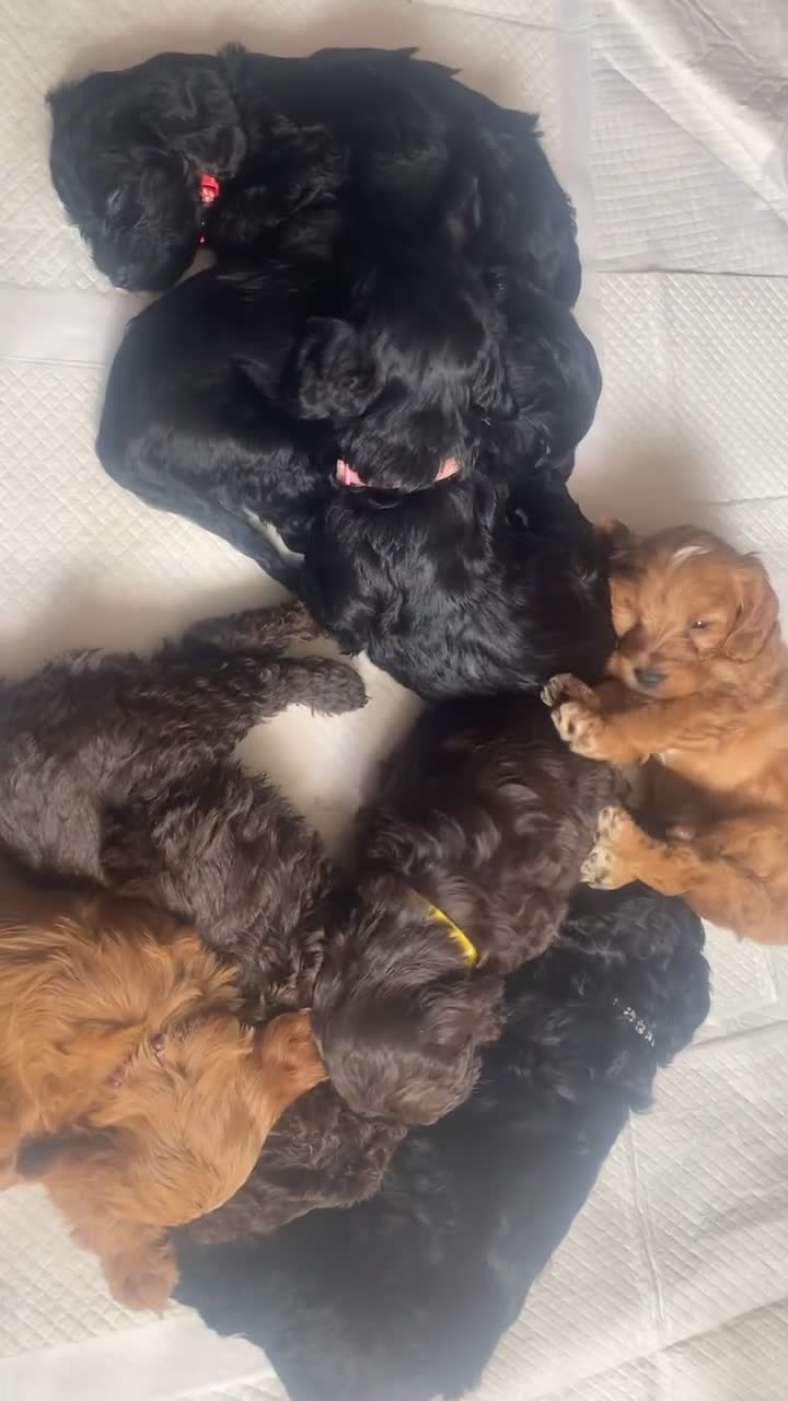 Cockapoo dogs for sale: Beautiful COCKAPOO pups  - Video 1