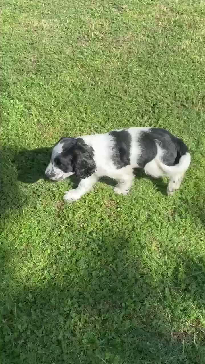 Sprocker dogs for sale: Beautiful boy cocker spainel  - Video 1