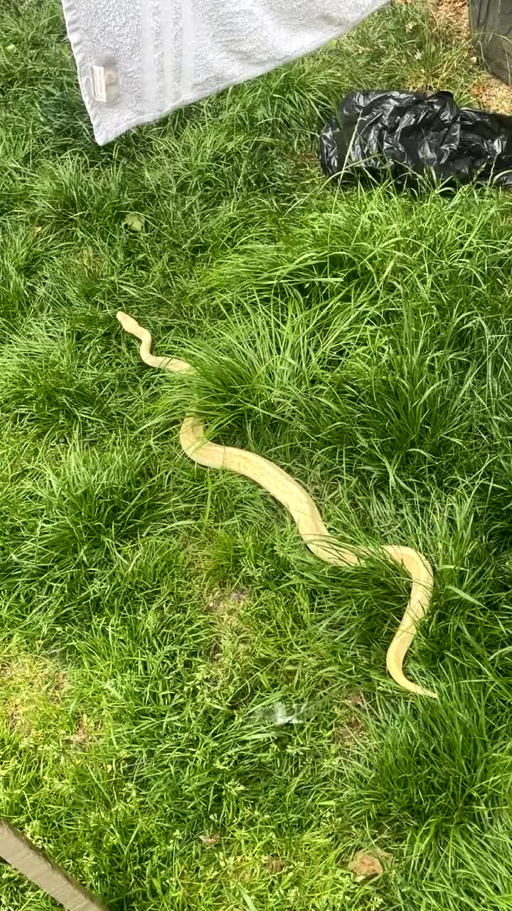 Python Snake reptiles for sale: Banana lesser pinstripe ball python - Video 5