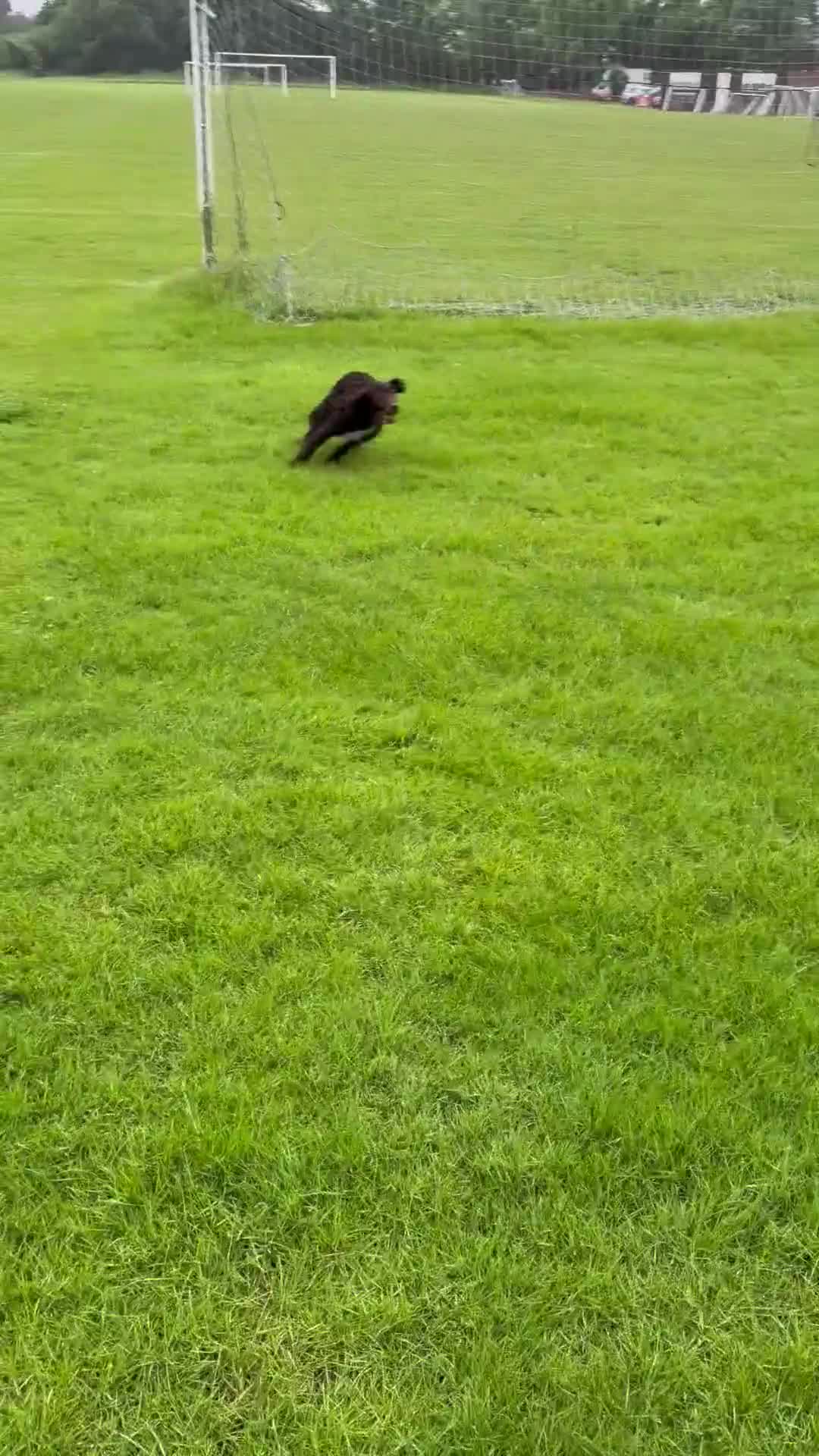 Mixed Breed dogs for sale: 7 month old labradoodle bitch  - Video 1