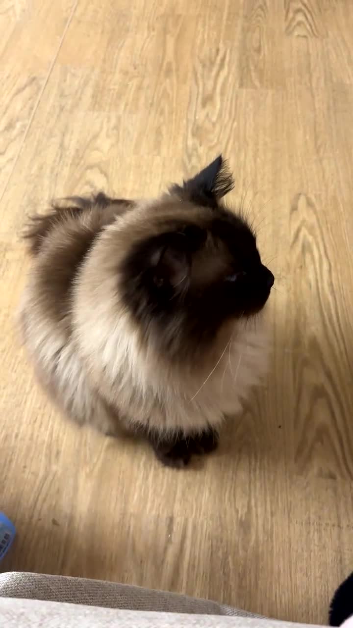 Ragdoll cats for sale: Beautiful Chocolate Seal Point Boy💙 - Video 1