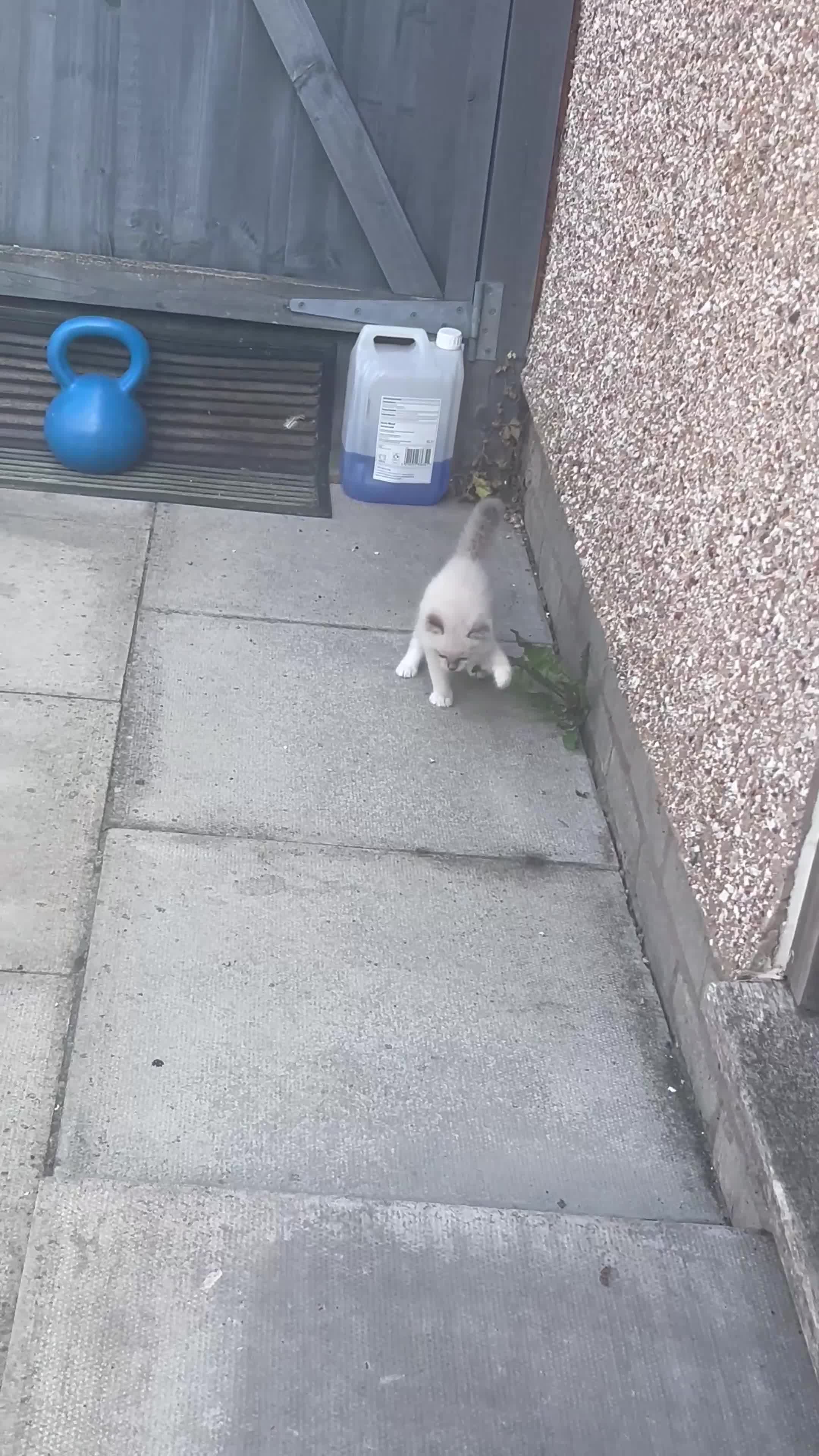 Ragdoll cats for sale: 3 Pure Ragdoll kittens and their mum  - Video 2