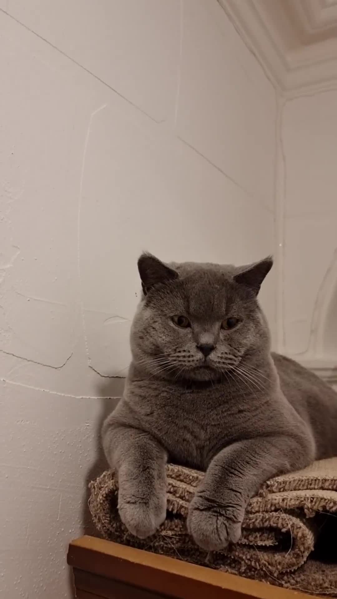 British Shorthair cats for sale: British shorthair GCCF registered  in Boston - Video 3