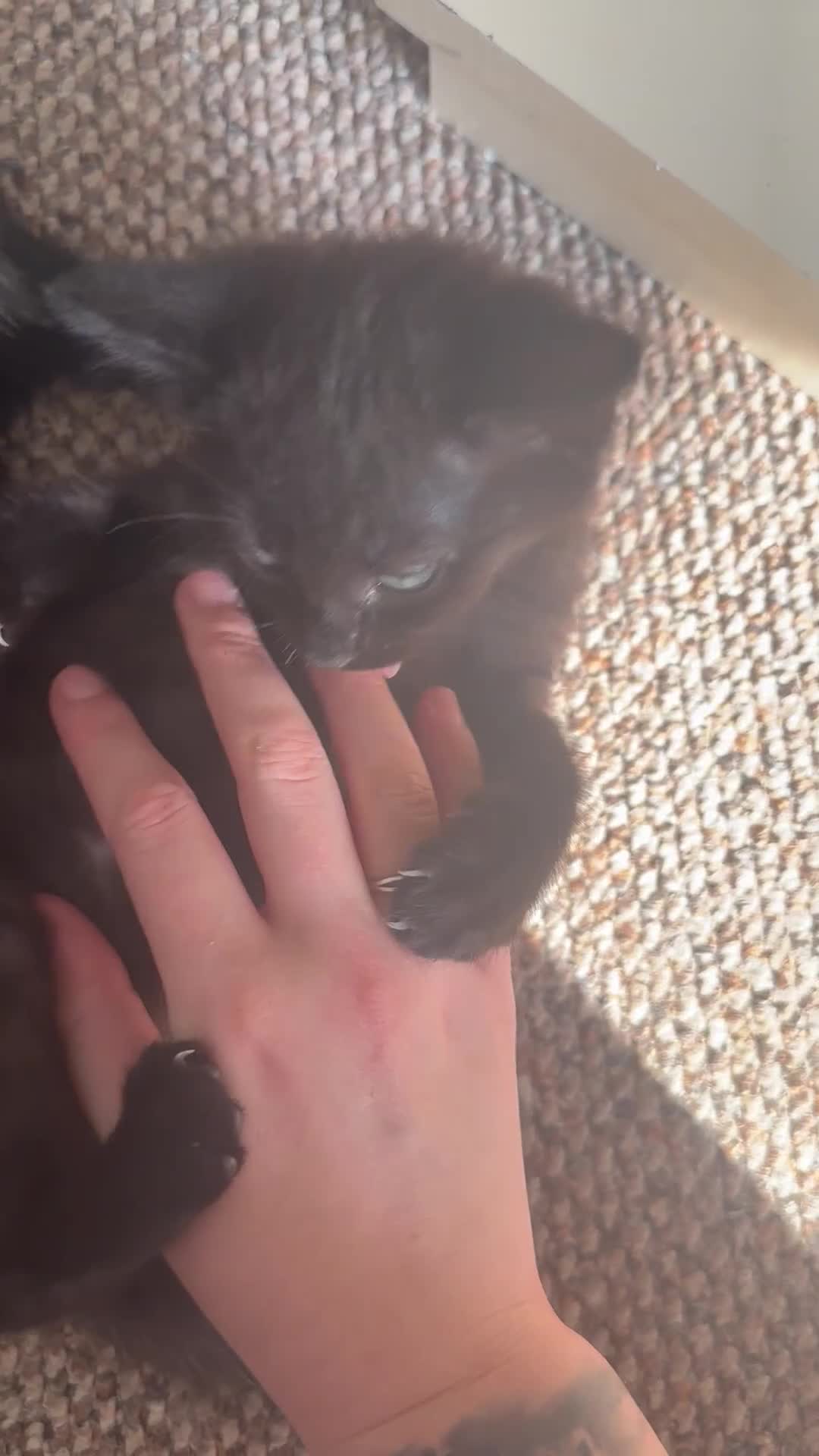 Maine Coon cats for sale: Kitten Maine Coons need rehoming asap in Port Talbot - Video 1