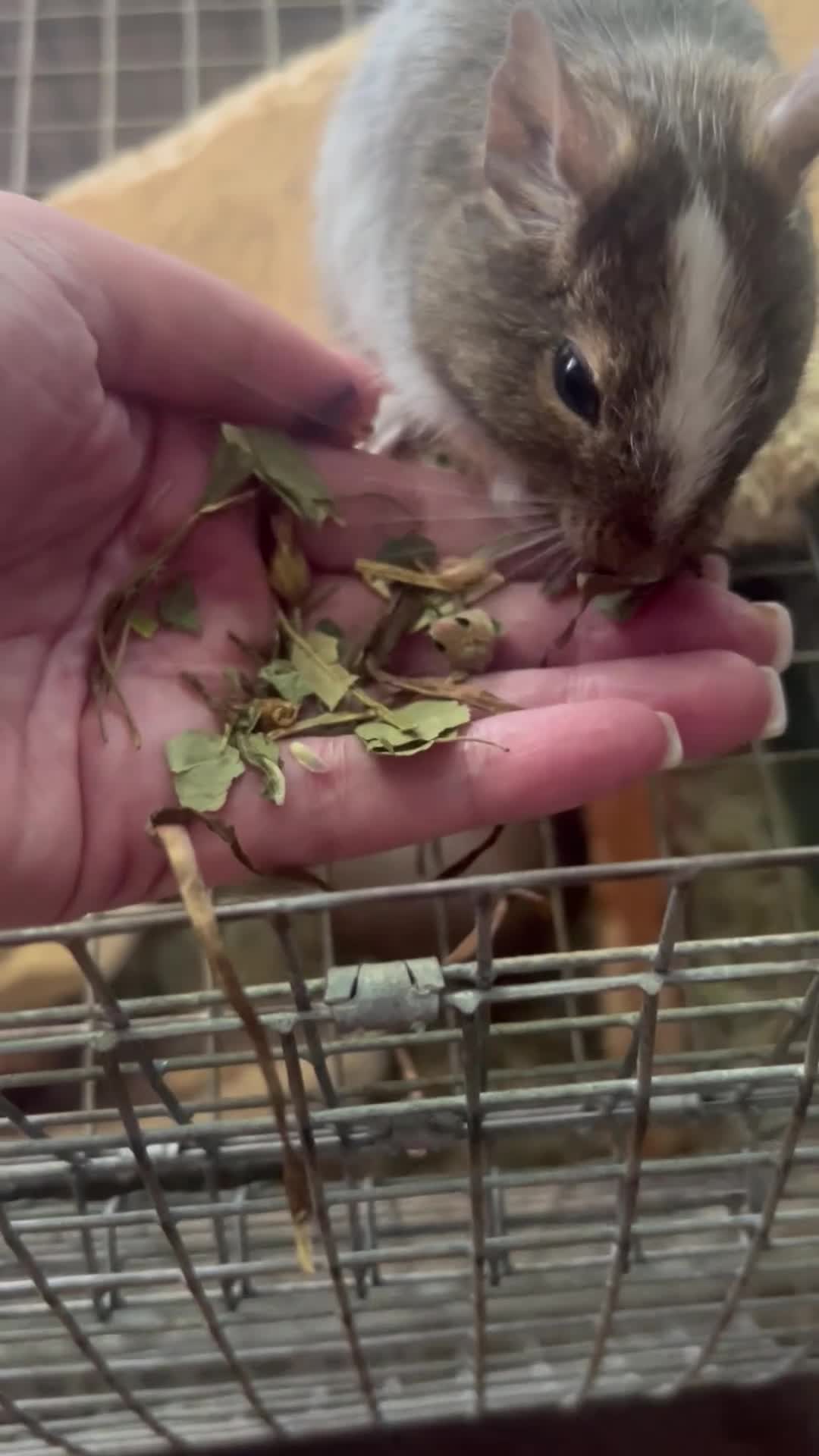 Degus rodents for sale: Two male bonded degus looking for a new home - Video 1