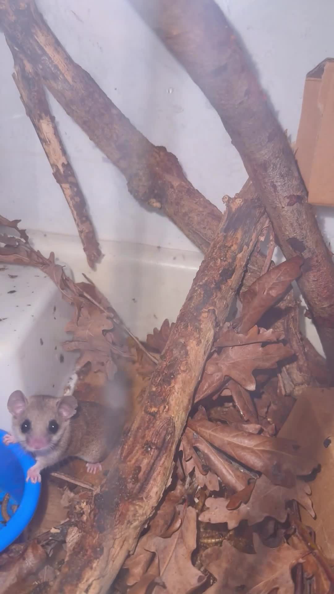 Mouse rodents for sale: African Pygmy mice  - Video 1