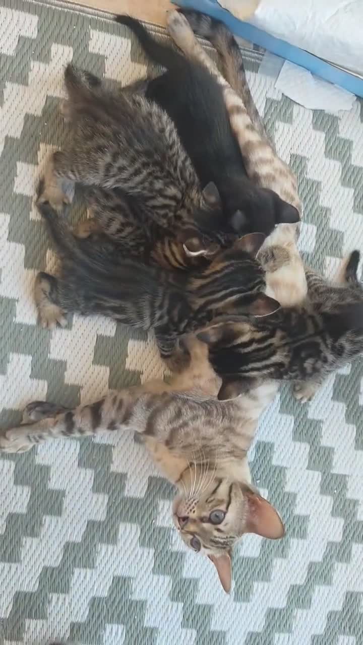 Mixed Breed cats for sale: Stunning mixed Bengal breed in Ilford - Video 1