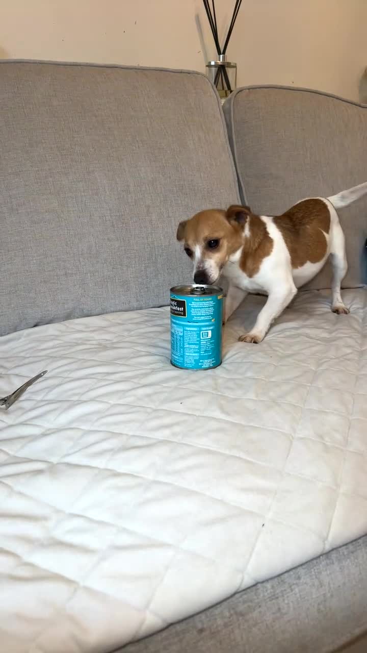 Jack Russell dogs for sale: Jack russel - Video 1