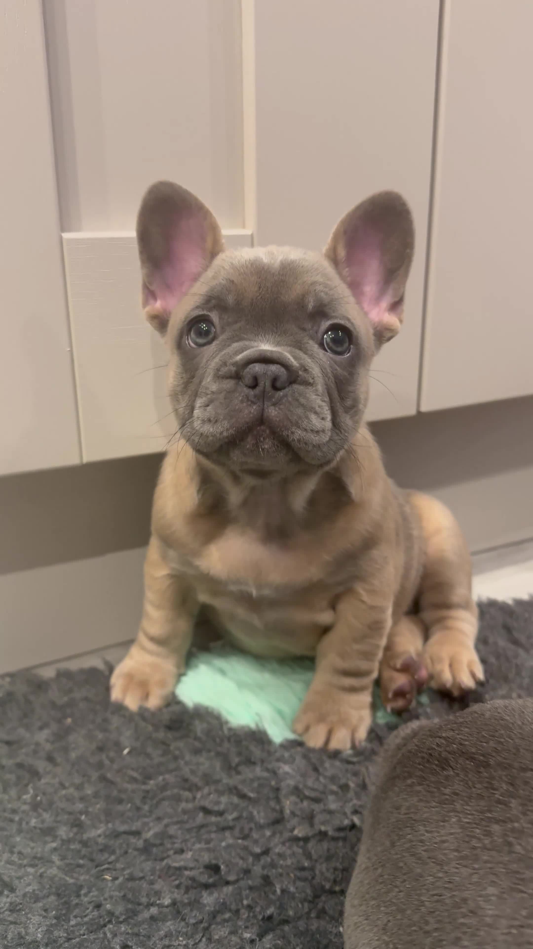 French Bulldog dogs for sale: Last Girl Remaining 🐶  KC Registered ! - Video 1