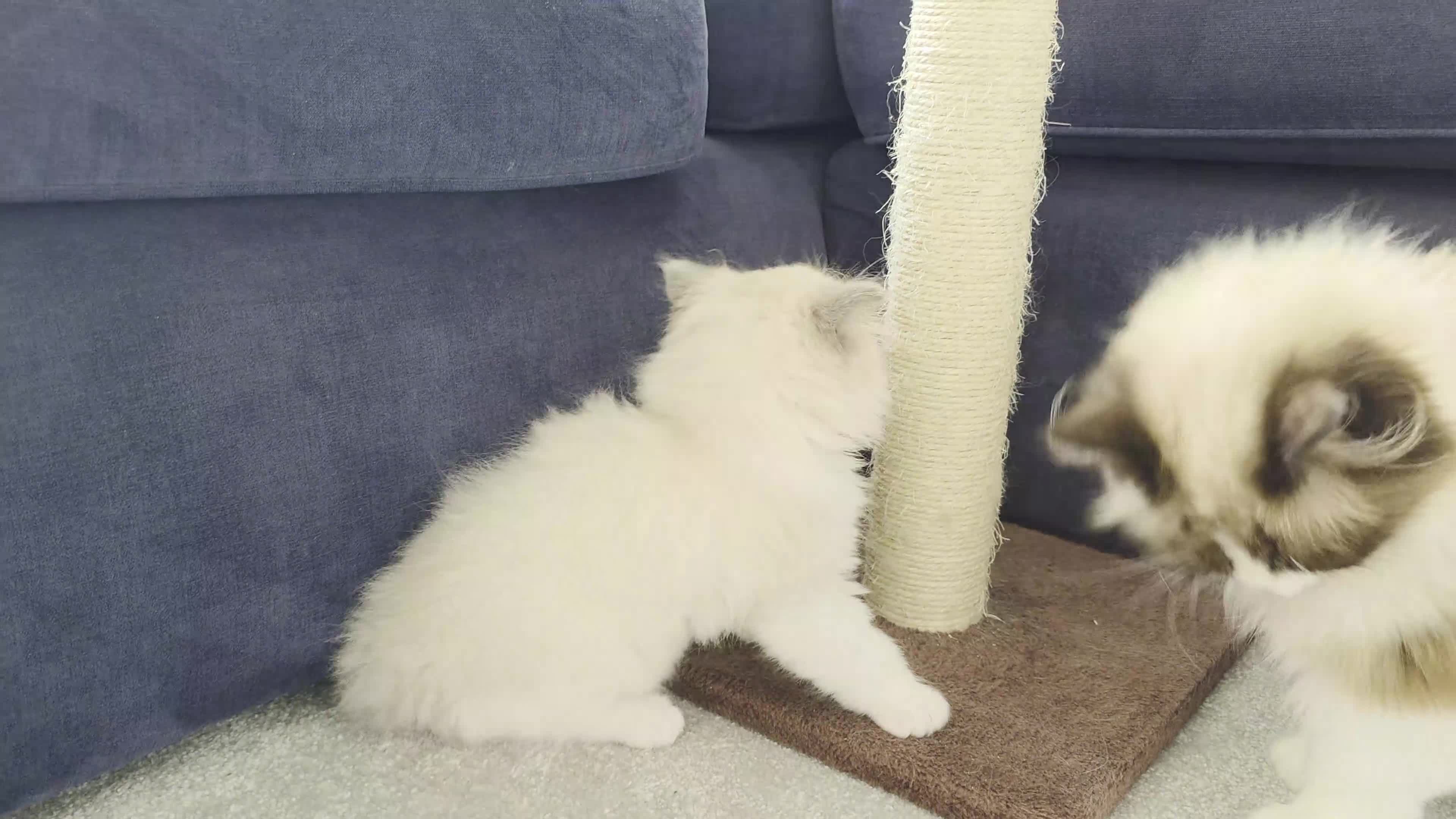 Ragdoll cats for sale: Blue Point/Bicolor Ragdoll Boy Champion Line TICA - Video 1