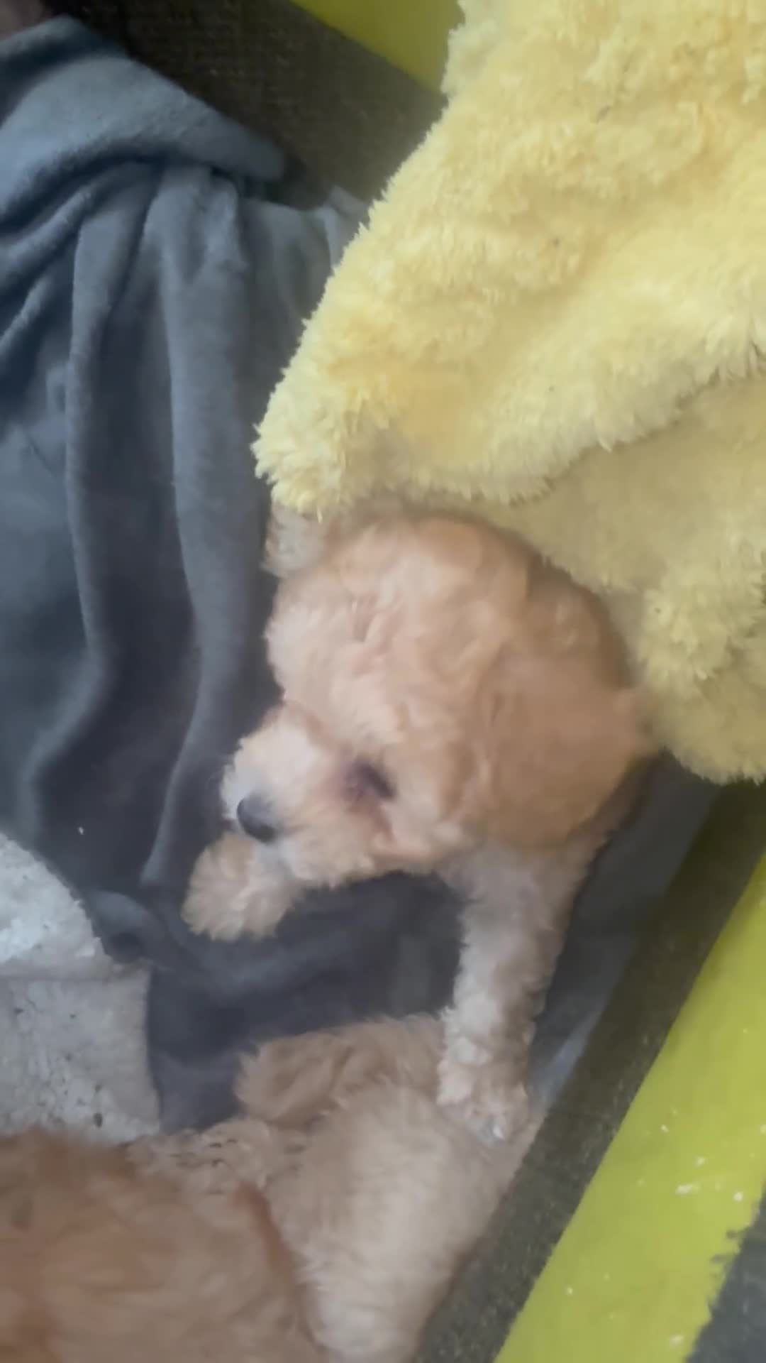 Maltipoo dogs for sale: 🧸5 stunning small teddy bears half Korean  🧸  - Video 1
