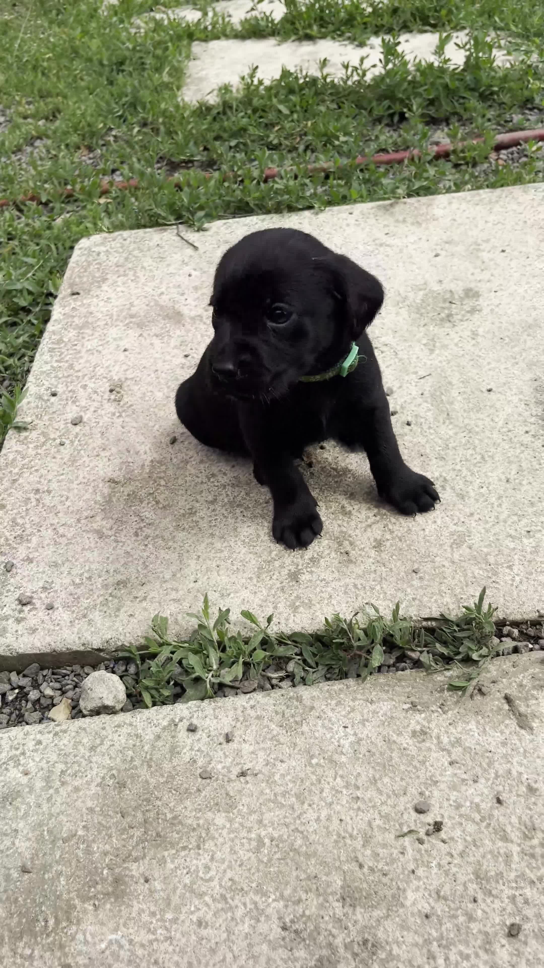 Labrador Retriever dogs for sale: Working Labrador Retriever Puppies - Video 1