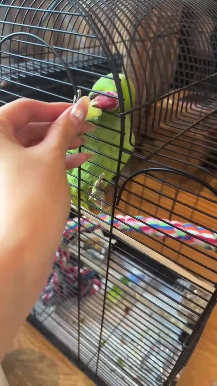 Ringnecks birds for sale: India ring neck parrot  - Video 1