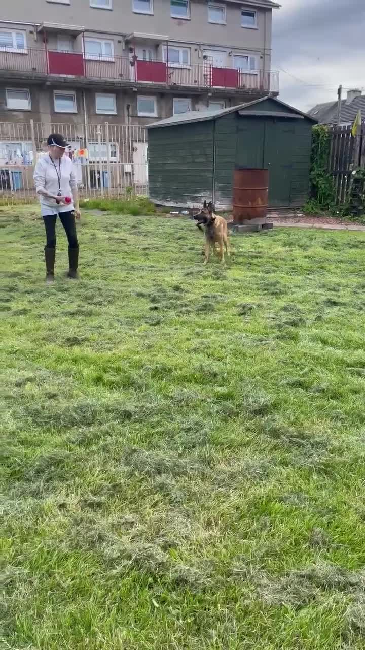 Belgian Shepherd Dog dogs for sale: Belgian mallinos pup - Video 3
