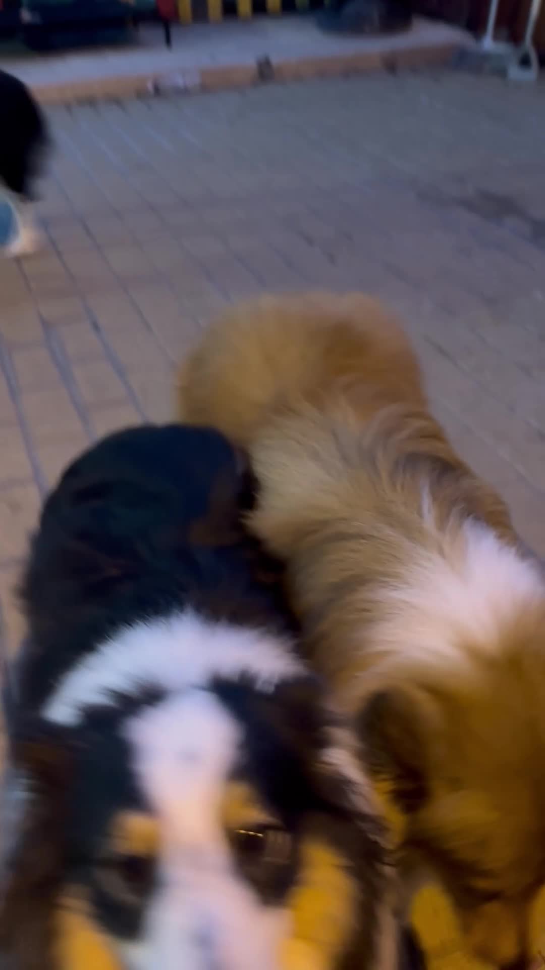 Shetland Sheepdog dogs for sale: Beautiful sable Shetland sheepdog puppies  - Video 3