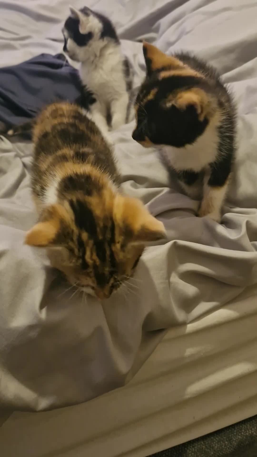 Mixed Breed cats for sale: 2 beautiful female mix breed cats. - Video 1