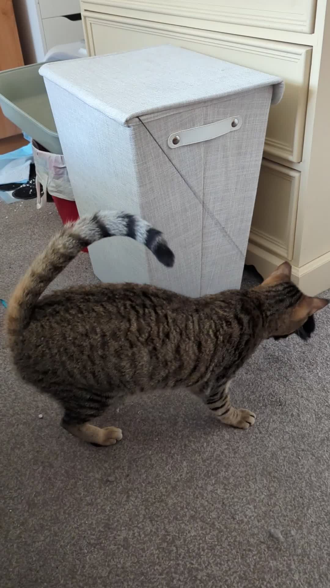 Arabian Mau cats for sale: Bugsy - Male 1.5yr Arabian Mau Tabby - Video 2