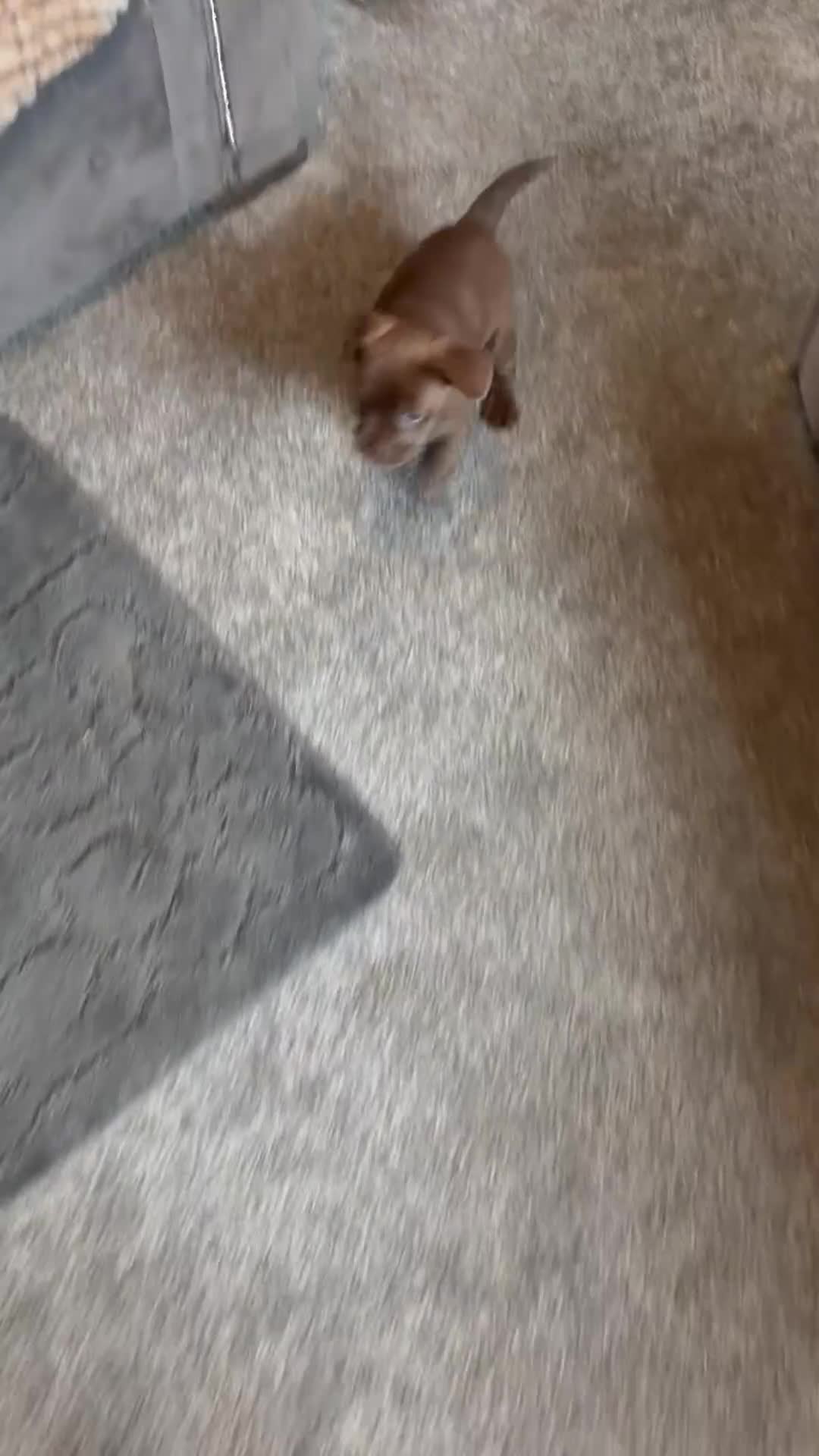 Mixed Breed dogs for sale: 2 beautiful female french bulldog cross puppies  - Video 3