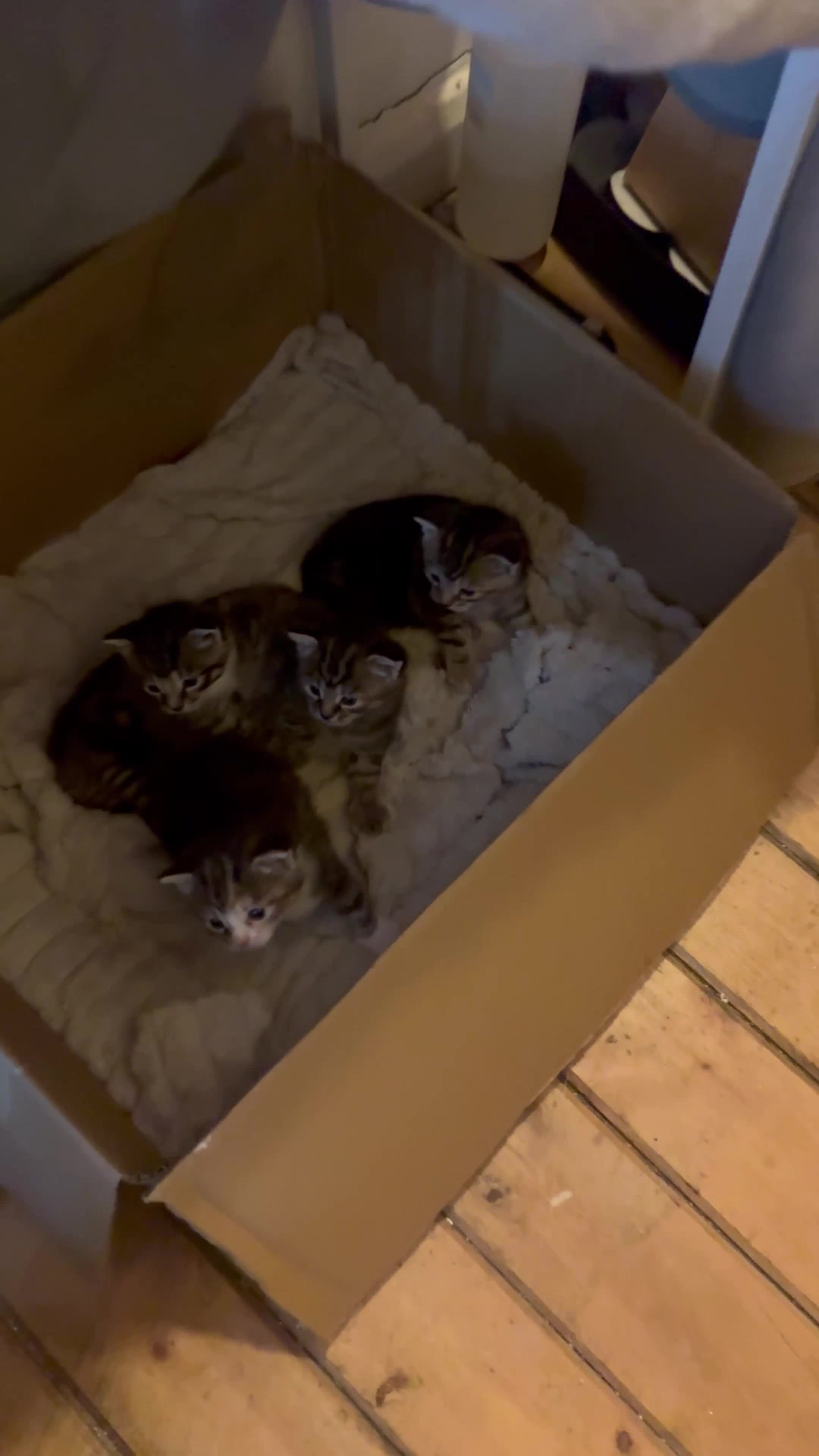 European cats for sale: European Shorthair Girls ready for new home! - Video 1