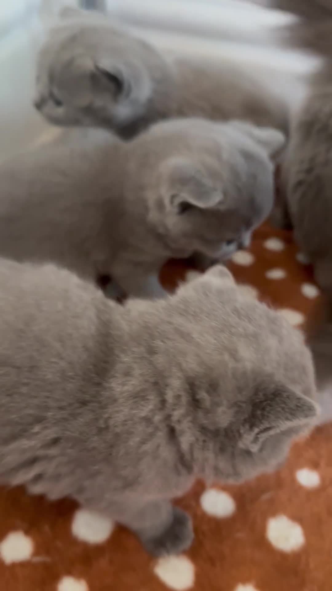 British Shorthair cats for sale: Stunning Litter of GCCF British Shorthairs - Video 1