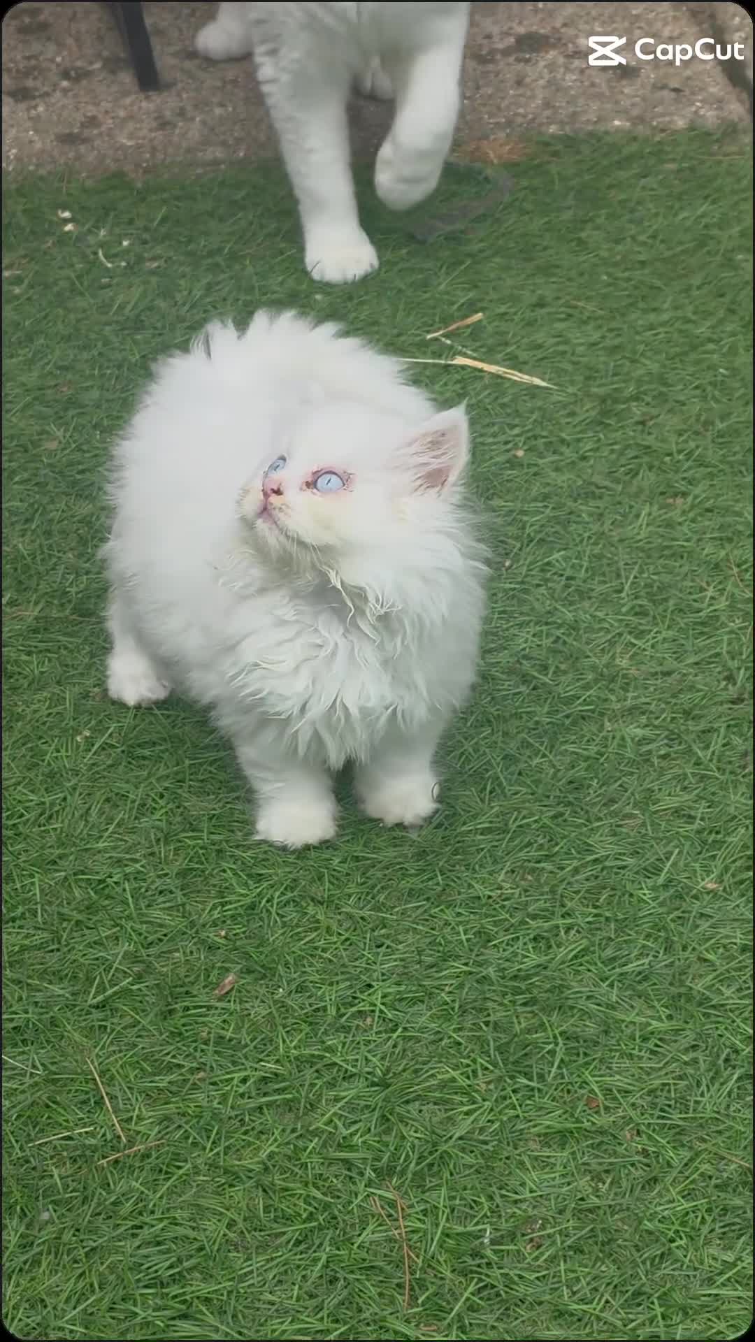 British Shorthair cats for sale: Beautiful British Shorthair Longhair Kittens TICA - Video 3
