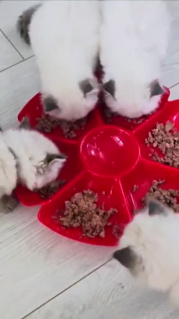 Ragdoll cats for sale: 🐾 TICA Beautiful Ragdoll Kittens - 2 Boys 🐾 - Video 4