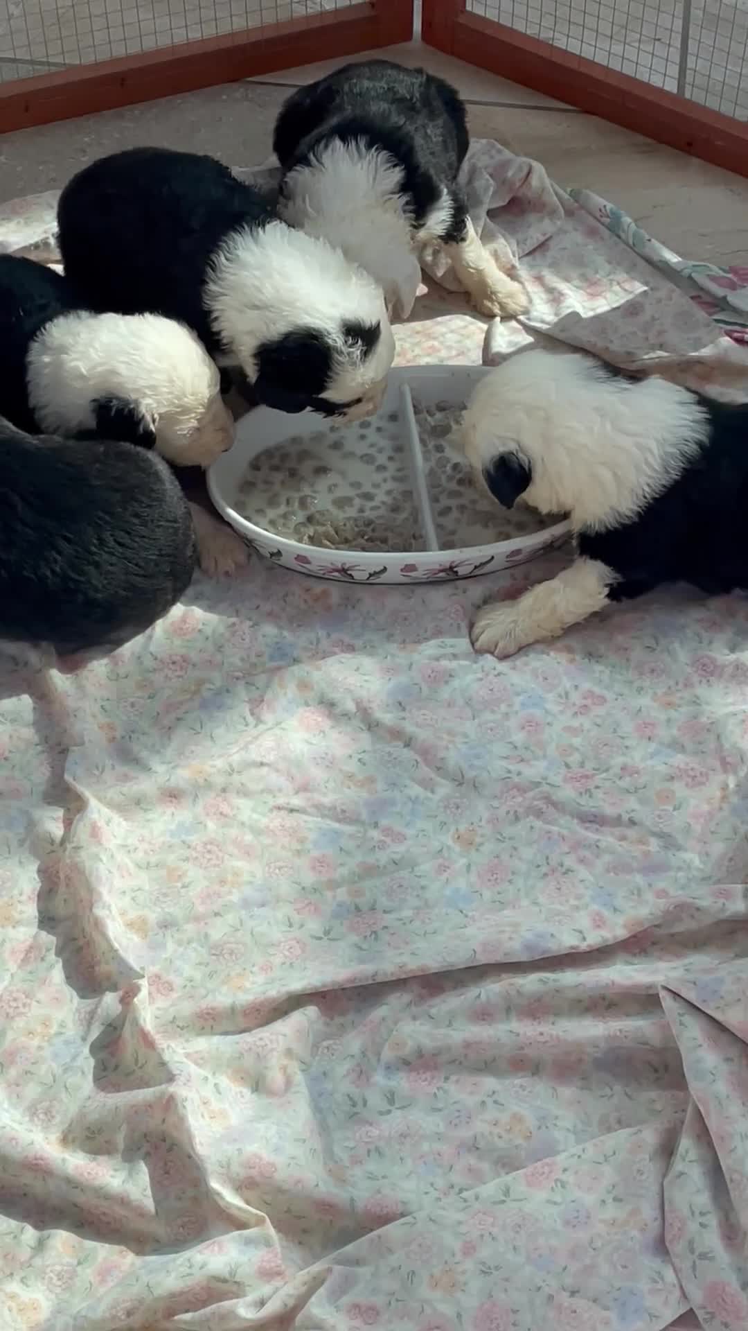 Old English Sheepdog dogs for sale: Old English sheep dog puppies  - Video 2