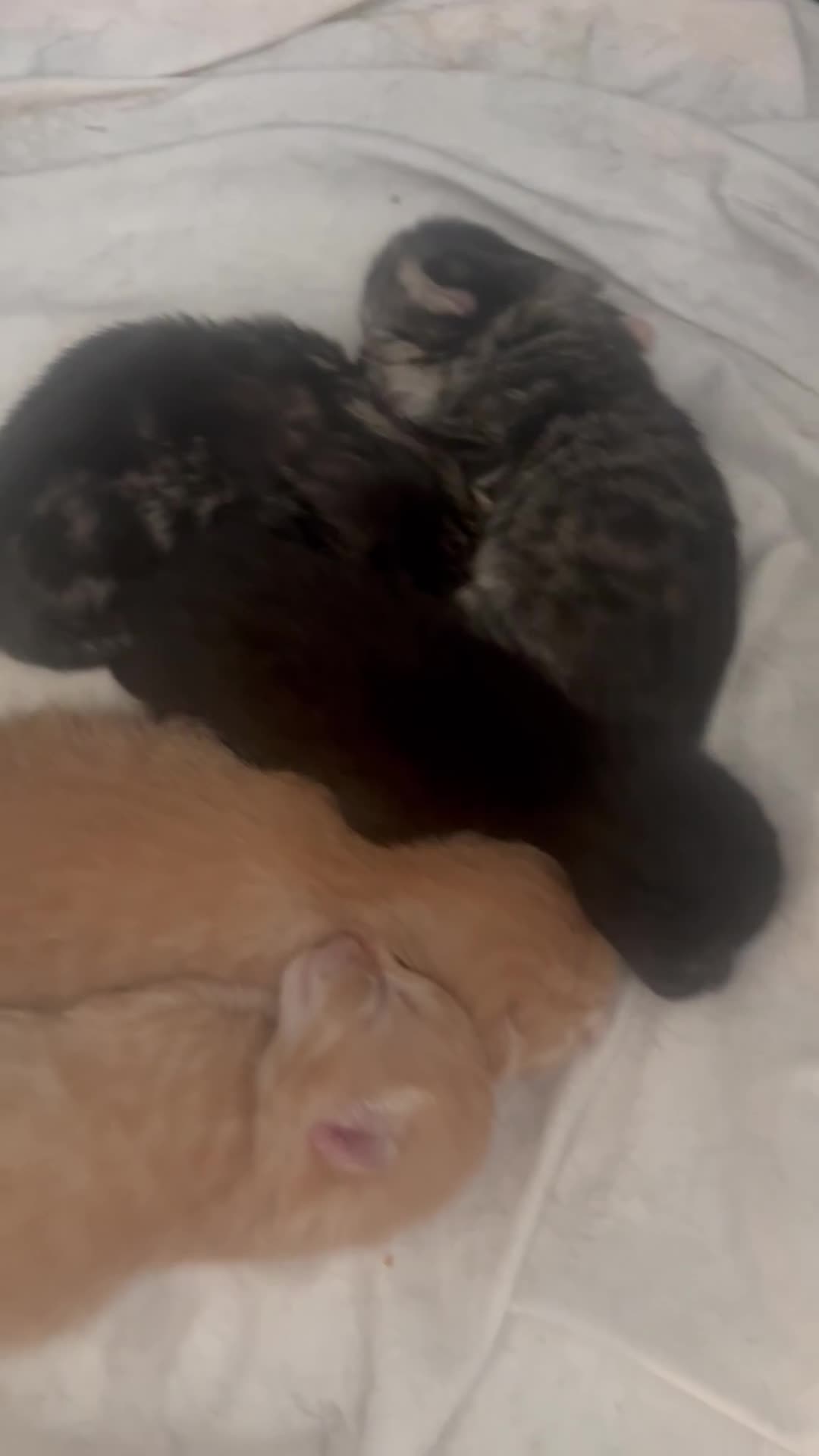 Mixed Breed cats for sale: Beautiful litter of kittens  - Video 1