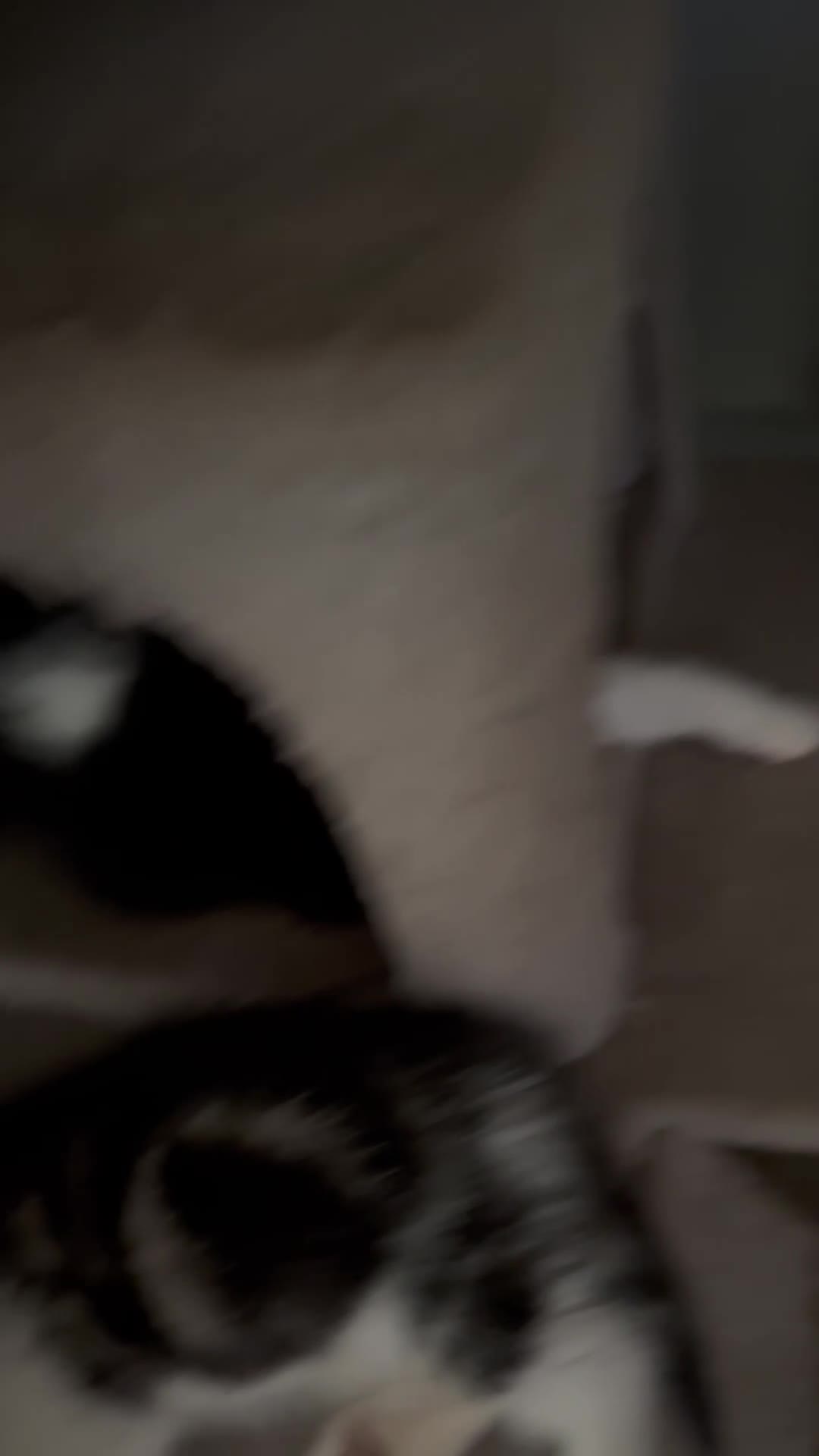 Thai cats for sale: stormy - Video 1