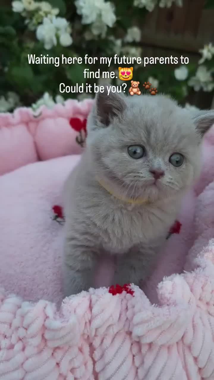 British Shorthair cats for sale: Luxury British Shorthair 🧸 Rare Lilac & Cinnamon - Video 4