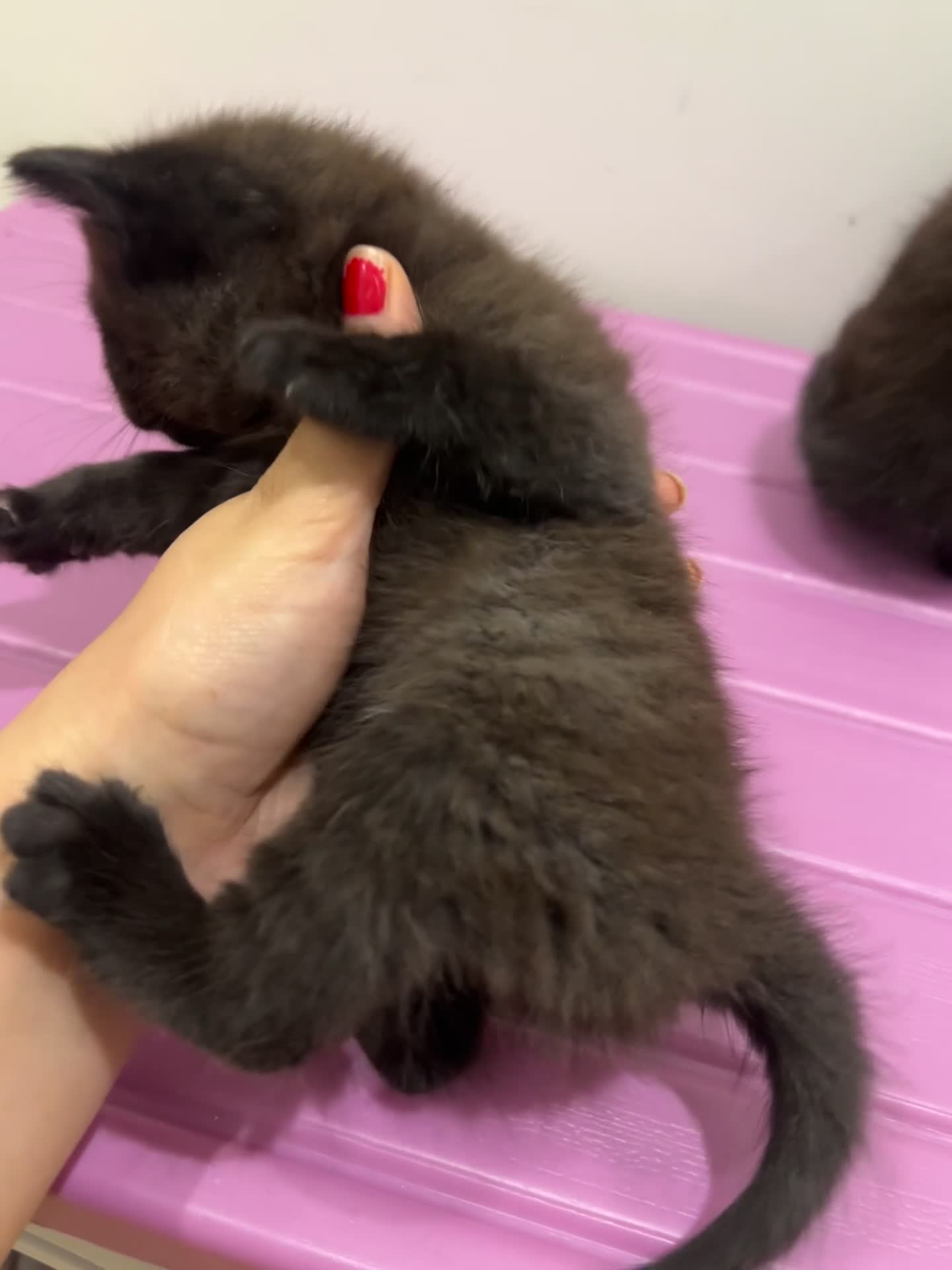 British Shorthair cats for sale: Stunning Brown/Grey Mix British Shorthair Kittens - Video 1