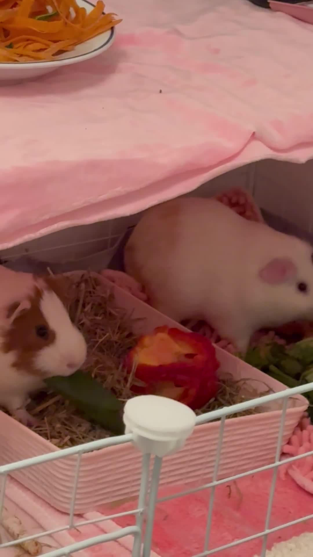 Guinea Pig rodents for sale: Two bonded male guinea pigs  in Enfield - Video 1