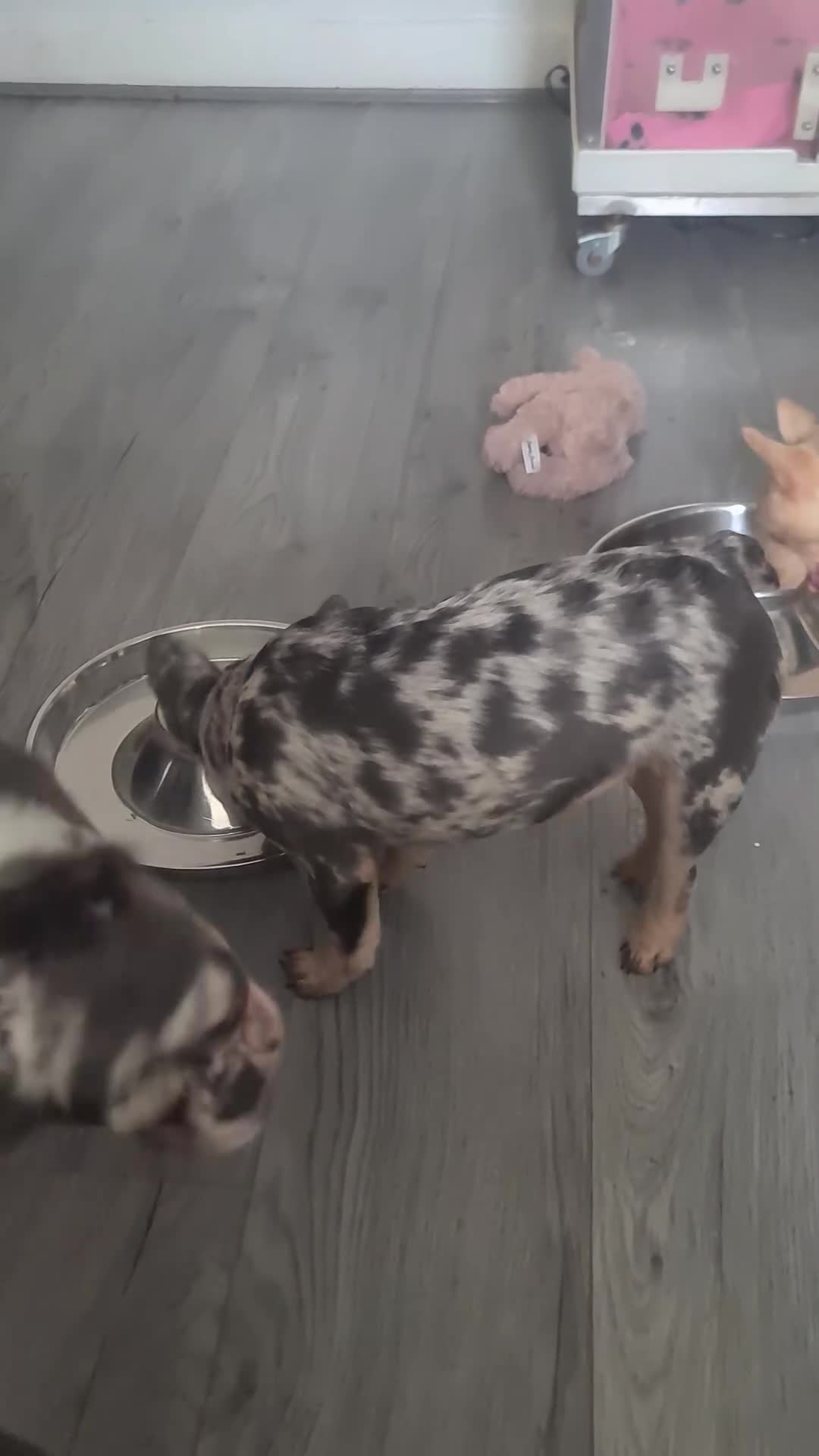 French Bulldog dogs for sale: ✨ Enchanted Frenchie Puppies Ready Now! ✨ - Video 4