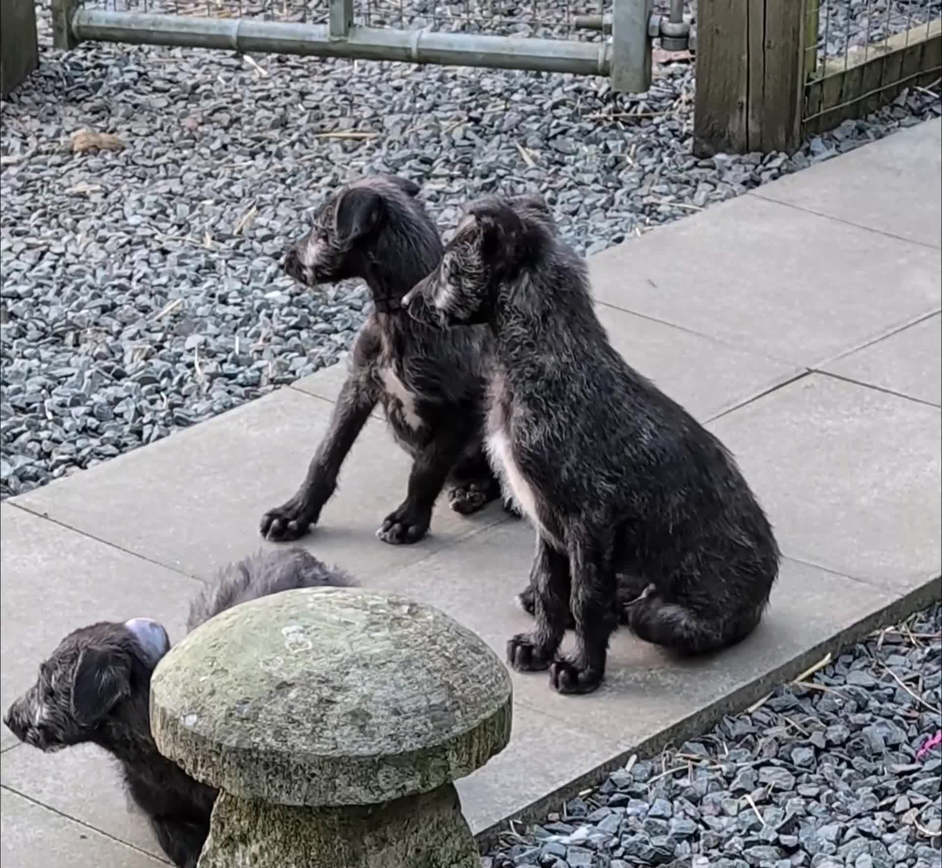 Deerhound dogs for sale: Scottish Deerhound Puppies  - Video 3