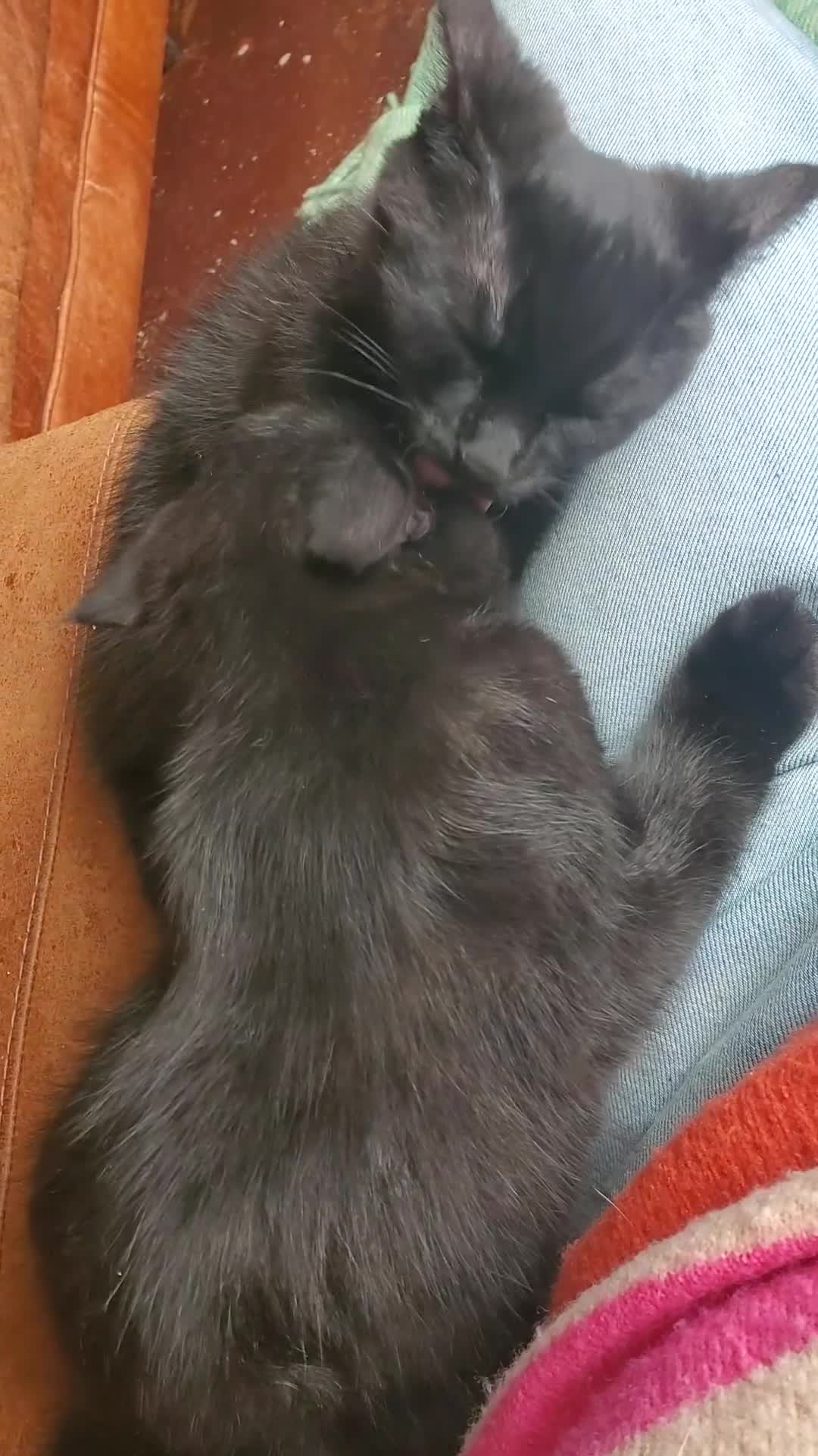 Domestic Shorthair cats for sale: 3 male and 1 female kittens born 15/2/26 in Worthing - Video 1
