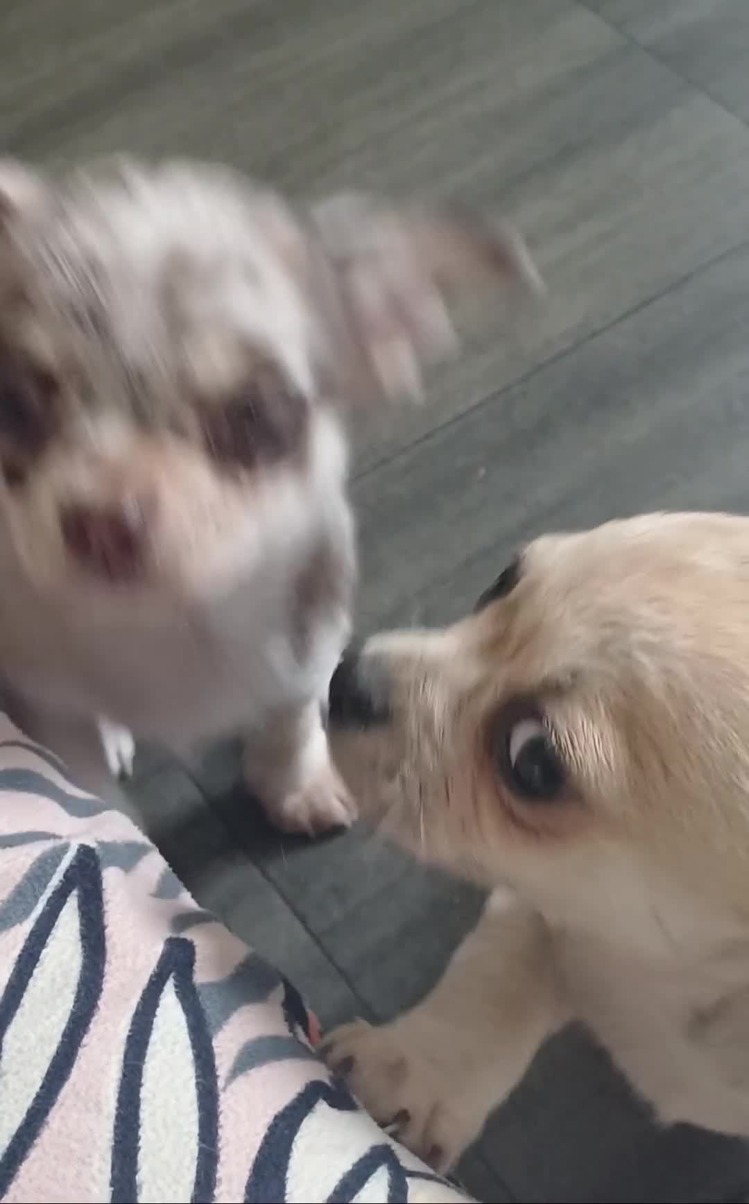 Chihuahua dogs for sale: Chihuahua Pup - Video 1
