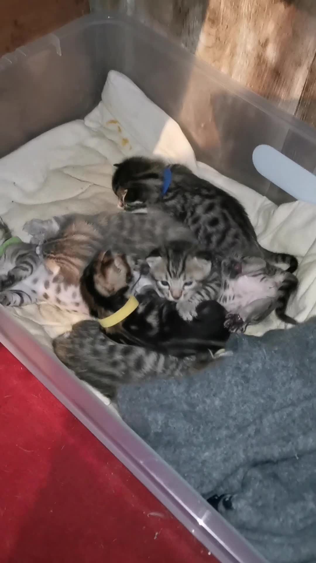 Bengal cats for sale: Bengal Kittens - Video 1