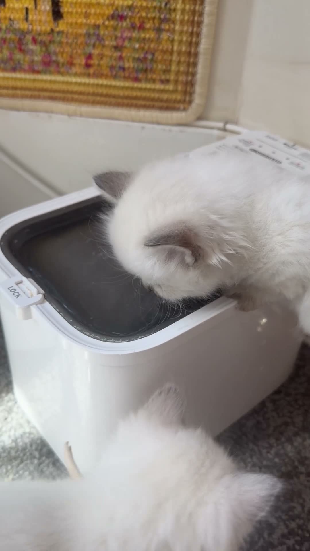 Ragdoll cats for sale: Beautiful Ragdoll Kittens Looking for Forever Home - Video 1