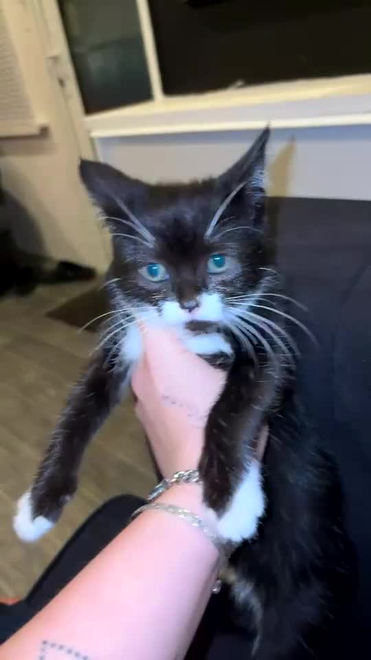 Mixed Breed cats for sale: Mixed breed kitten  - Video 1