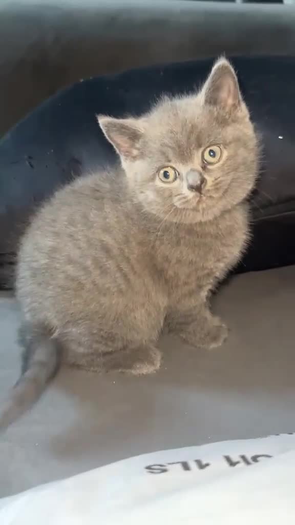 British Shorthair cats for sale: British short hair kittens in Leeds - Video 1