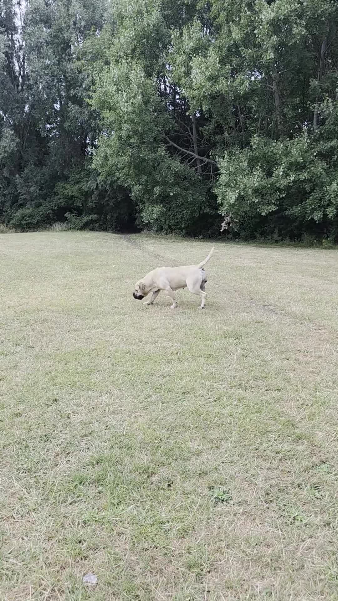 Boerboel dogs for sale: SABBS REGISTERED PARENTS  - Video 1